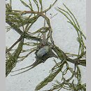 Ceratophyllum platyacanthum (rogatek skrzydeÅ‚kowaty)