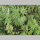 znalezisko 20080909.1.jkr - Cannabis sativa var. spontanea (konopie siewne odmiana dzika); Modlniczka k/Krakowa, przydroże
