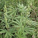 Cannabis sativa var. spontanea (konopie siewne odmiana dzika)