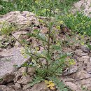 Rorippa palustris (rzepicha błotna)