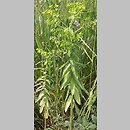 Euphorbia platyphyllos (wilczomlecz szerokolistny)