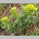 Euphorbia austriaca (wilczomlecz austriacki)