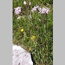 znalezisko 20080727.14.jkr - Dianthus speciosus (goździk okazały); Tatry Zachodnie