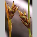 Carex firma (turzyca mocna)
