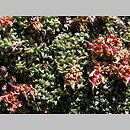 Saxifraga retusa ssp. retusa (skalnica odgiętolistna typowa)