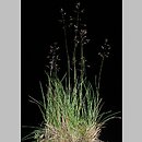 Agrostis alpina (mietlica alpejska)