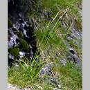 Carex sempervirens (turzyca zawsze zielona)