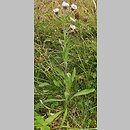 Erigeron alpinus ssp. intermedius (przymiotno alpejskie pośrednie)