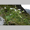 znalezisko 20120809.2.jkr - Cerastium eriophorum (rogownica watowata); Zadni Mnich (Tatry)