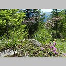 Trisetum alpestre (konietlica alpejska)