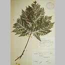 znalezisko 19380807.KRAM101996.jkr - Botrychium virginianum (podejźrzon wirginijski)