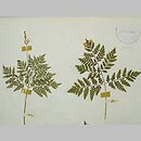 znalezisko 19360707.KRAM101644.jkr - Botrychium virginianum (podejźrzon wirginijski)