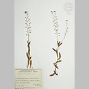 niezapominajka smukÅ‚a (Myosotis stenophylla)