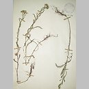 Achillea aspleniifolia (krwawnik zachyłkolistny)