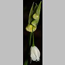 znalezisko 20210420.1.jmak - Allium paradoxum ssp. paradoxum (czosnek dziwny typowy); Niemcy, Berlin