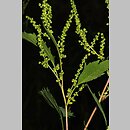 znalezisko 20200000.1.jmak - Iva xanthiifolia (iwa rzepieniolistna); wsch. Niemcy