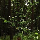 Aethusa cynapium ssp. elata (blekot cienisty)