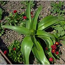 znalezisko 00010000.09_4_36.jmak - Allium giganteum (czosnek olbrzymi); Niemcy