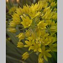znalezisko 00010000.09_1a12.jmak - Allium moly (czosnek południowy); ogr. bot.
