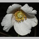 znalezisko 20170000.2.jmak - Anemone sylvestris (zawilec wielkokwiatowy); Jura Szwabska, Niemcy