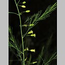 znalezisko 00010000.339.jmak - Asparagus officinalis (szparag lekarski)