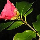 Camellia japonica (kamelia japoÅ„ska)