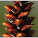 znalezisko 00010000.jm12_ab.jmak - Carex flacca (turzyca sina); Sigmaringen, Niemcy
