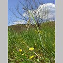 znalezisko 00010000.08_10c.jmak - Carex flacca (turzyca sina); Donautal, Niemcy