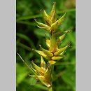 klucz Carex sect. Phaestoglochin