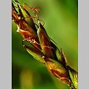 znalezisko 20150600.1.jmak - Carex pulicaris (turzyca pchla); Schwarzwald Niemcy