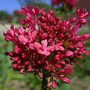 Centranthus ruber (ostrogowiec czerwony)