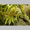 Cirriphyllum piliferum (szydÅ‚osz wÅ‚oskowy)
