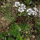 kolendra siewna (Coriandrum sativum)