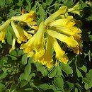 Corydalis lutea (kokorycz żółta)