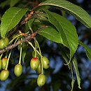 Prunus serrula (wiśnia tybetańska)