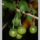 znalezisko 20210000.2.jmak - Solanum rantonnetii (psianka Rantonettiego)