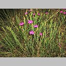 znalezisko 20200600.4.jmak - Dianthus deltoides (goździk kropkowany)