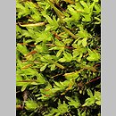 Encalypta streptocarpa (opończyk krętozarodniowy)