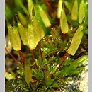 Encalypta vulgaris (opoÅ„czyk szczypcowy)