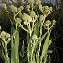 Eryngium yuccifolium (mikołajek jukkolistny)