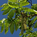 skrzydÅ‚orzech kaukaski (Pterocarya fraxinifolia)