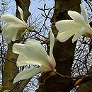 Magnolia kobus (magnolia japoÅ„ska)