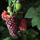 Rubus idaeus Tayberry