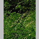 Melica uniflora (perÅ‚Ã³wka jednokwiatowa)