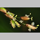 znalezisko 20150517.1.jmak - Melica uniflora (perłówka jednokwiatowa); Niemcy, Jura Szwabska