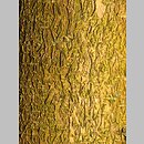 znalezisko 00010000.185.jmak - Morus alba (morwa biała); ogr. zielny, Niemcy