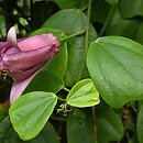 znalezisko 20160527.1.jmak - Passiflora tulae