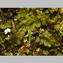 Pedinophyllum interruptum (pÅ‚aszczynka przerywana)