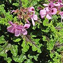 Pelargonium quercifolium (pelargonia dÄ™bolistna)