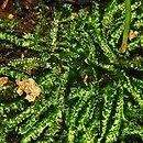 Plagiothecium curvifolium (dwustronek zgiÄ™tolistny)